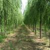 12公分垂柳树苗-12公分垂柳种植基地