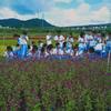 鸡冠花、孔雀草、凤尾穗冠、夏瑾、香彩雀、长春花、牵牛花、黄帝菊、百日草、千日红、赤壁、石竹、四季海棠