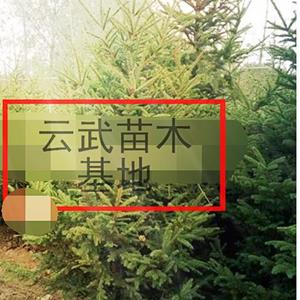 点击查看大图