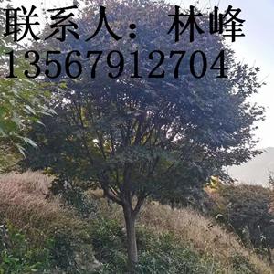 点击查看大图