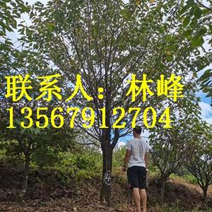 点击查看大图