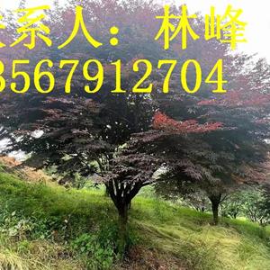 点击查看大图