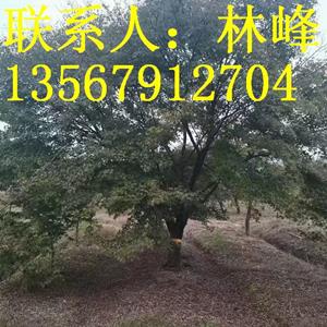 点击查看大图