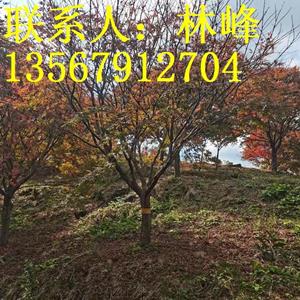 点击查看大图