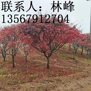 点击查看大图