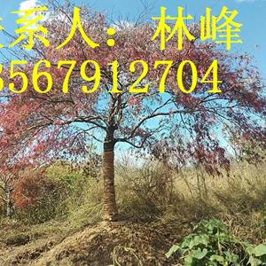 点击查看大图