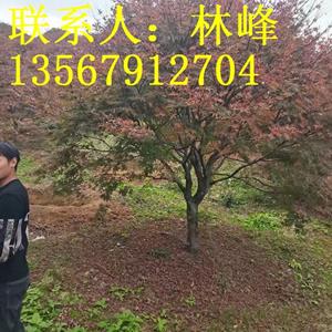 点击查看大图