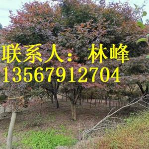 点击查看大图