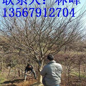 点击查看大图