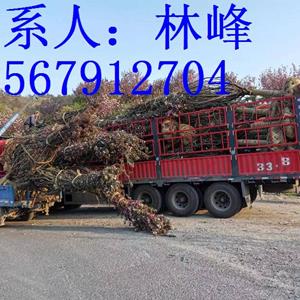 点击查看大图