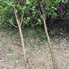 8公分桂花树百元出售,低价桂花供应充足