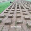 安徽百慕达草坪装车现场 安徽百慕大草坪装车现场 今天百慕大装