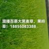 安徽混播百慕大黑麦草果岭草 滁州混播百慕达黑麦草果岭草价格
