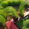 多芽细茎针茅  细茎针茅种植基地  细茎针茅批发