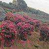 上千颗茶梅树，花期长，颜色亮，庭院*选!