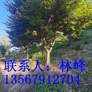 点击查看大图