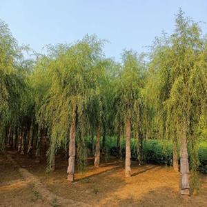 点击查看大图