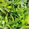 出售台湾草,马尼拉草,大叶油草