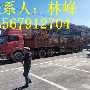 点击查看大图