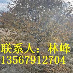 点击查看大图