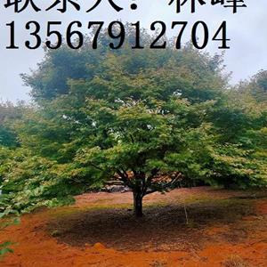 点击查看大图