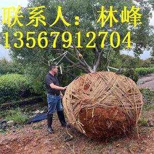 点击查看大图