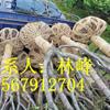 点击查看大图