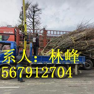 点击查看大图