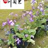 点击查看大图