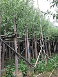 点击查看大图