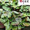 点击查看大图