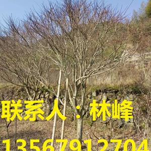 点击查看大图