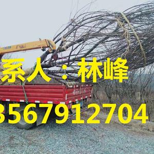 点击查看大图
