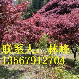点击查看大图