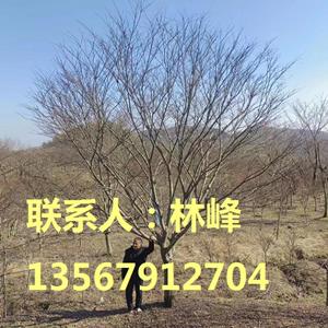 点击查看大图
