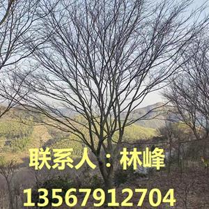 点击查看大图