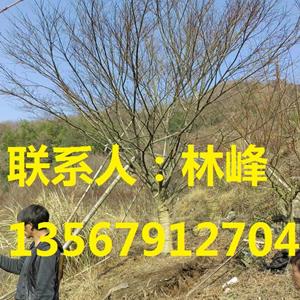 点击查看大图