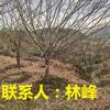 点击查看大图