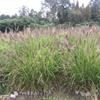 狼尾草  成都狼尾草基地  精品狼尾草袋苗供應  四川水生植物批发商