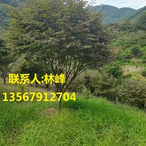 点击查看大图