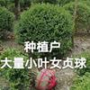 小叶女贞球大量种植冠60至1米5，种植户自产自销