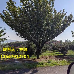 点击查看大图