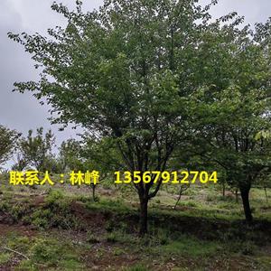 点击查看大图