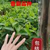 正宗绿奇楠香霸内熟品种