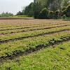 四川红花醡浆草批发基地 10杯红花醡浆草小杯价格 红花醡浆草小苗批发