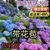 【今日特价】绣球花苗绿化盆栽花卉种苗无尽夏小苗八仙花四季开花