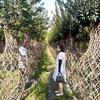 四川成都  成都紫薇造型基地   大量批发2米高紫薇花瓶   紫薇长廊条子批发基地
