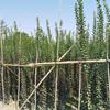 四川成都紫薇条子批发基地    大量批发3-5公分、5-7公分红花紫薇条子  高1.5-2米