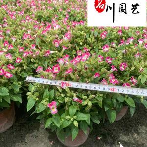 点击查看大图