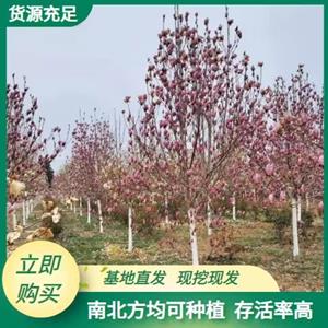 点击查看大图